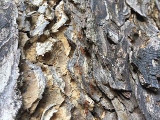 Rain Tree's Bark