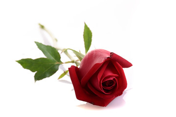 red rose flower isolated on white background