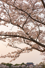 夕暮れの桜と平城宮跡の風景