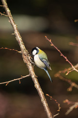 Fototapeta premium 虫を捕まえる四十雀