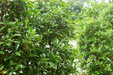 rain drop on green leaf nature