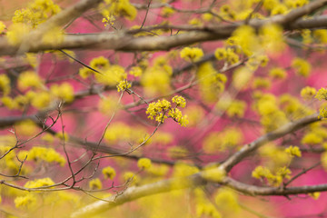満開の山茱萸の花