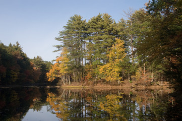 Obraz premium Harold parker State Forest, Andover MA in the fall