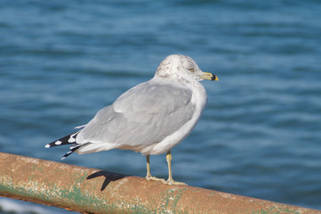 RIng Billed Seagul (Larus delawarensis) perched on a railing.