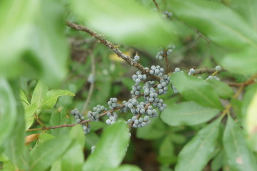 Bayberries (Myrica pensylvanica)