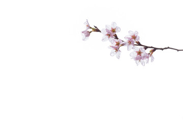 雨に濡れる啓翁桜の花