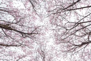 空に向かって伸びる啓翁桜