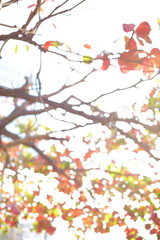 autumn tree in the morning day, abstract image of blur bokeh in nature