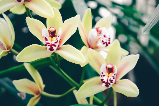 Closeup of orchid flowers. Growing  houseplants. Phalaenopsis Orchidaceae. 