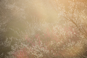 朝日に照らされる梅林の朝靄