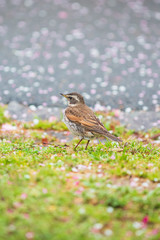 ツグミと梅の花の散り花