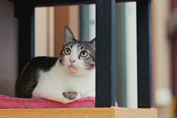 Cat ,Also called domestic cat.Domestic cat is often called house cat when kept as indoor pets, pet in house concept.