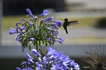 flore naturaleza colibri © brenda