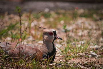 bird on the grass