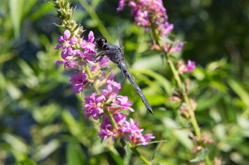 Dragonfly (libellula incesta) on a flower