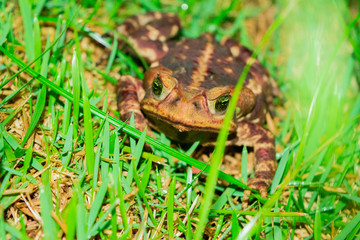 frog in grass