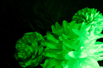 Beautiful abstract color white and green flowers on black background and black flower frame and green leaves texture, green background, colorful graphics banner happy valentine