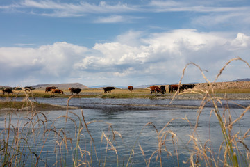 Highland river valley with yellow grass, white clouds and blue sky, The beautiful landscape of Mongolia near the city of Karakorum. Cristal clear water in a mountain creek. cows graze in background