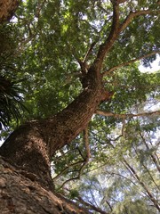 Rain Trees in the summer.