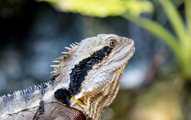a closeup on a colorful lizard. colorful reptile in the Australia Zoo, Queensland, Sunshine Coast - The Home of the Crocodile Hunter. These saurian walking free around the zoo and playing model 