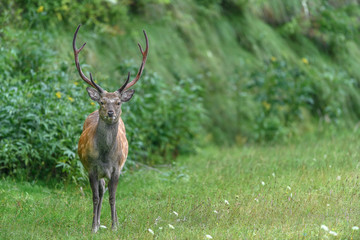 male sika deer portrait - 321962824