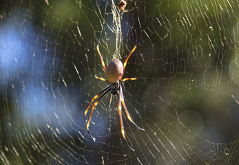 A close up with an spider. Australian non toxic spider crawling in web waiting for victims to fly in her trap. Macro photo of a colorful spider in the Forest of Queensland, near by Sunshine coast