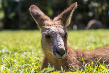Fototapeta premium A close up with an Kangaroo in the outback of Australia. Face to face with kangaroo. Portrait of a Australian kangaroo. tame or gentle animal. Australian national animal at Sunshine Coast, Queensland,