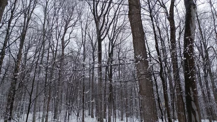 Foto auf Leinwand trees in winter © ERIC