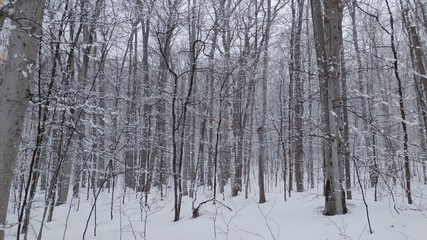 forest in winter