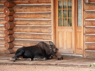 Moose laying on the front porch of a log cabin