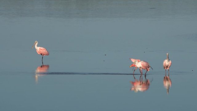Roseate spoonbill (Platalea ajaja) is a gregarious wading bird of the ibis and spoonbill family. Four Spoonbills at sunrise in coastal marsh