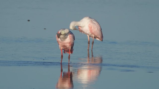 Roseate spoonbill (Platalea ajaja) is a gregarious wading bird of the ibis and spoonbill family