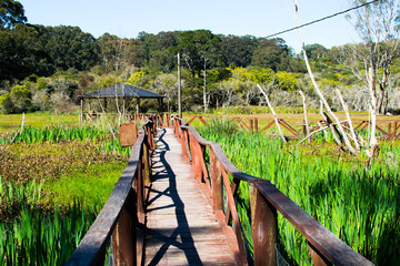 sendero de madera con pantano