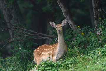 Obraz premium curious japanese sika deer in the forest