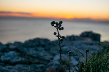 Planta con fondo de atardecer