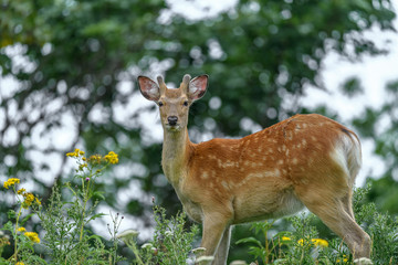 curious japanese sika deer in the forest