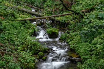 mossy river in the forest of Shiretoko