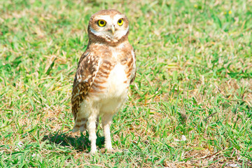 burrowing owl perched on the grass field        