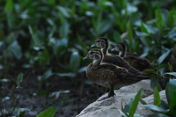 mallard duck