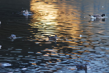 reflection in water