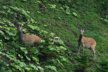 two yezo sika deer in the forest