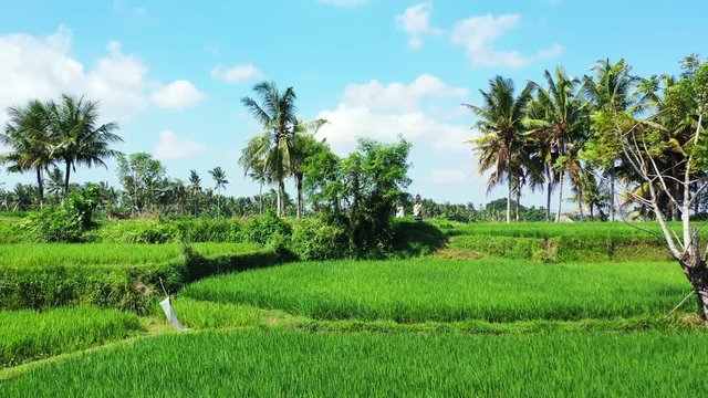 Paddy field in Indonesia with bright blue skies and lush green crops
