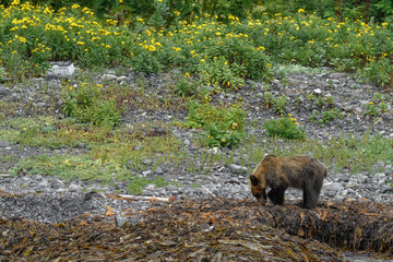 yezo brown bear in natural environment