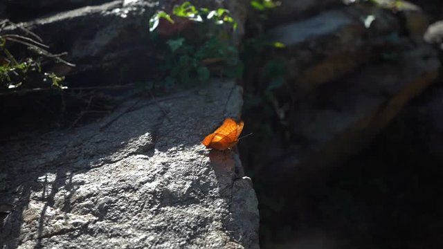 Beautiful butterfly opening and closing its wings in the sun while standing in a rock.
