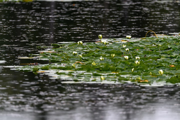 rain on a pond with lily pad