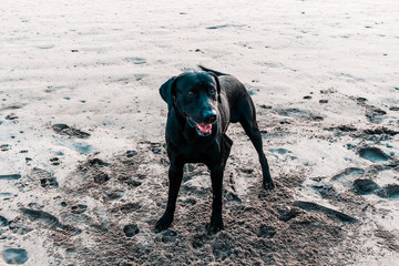 Dog playing on the beach