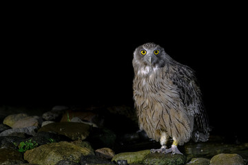 Blakiston's fish owl portrait