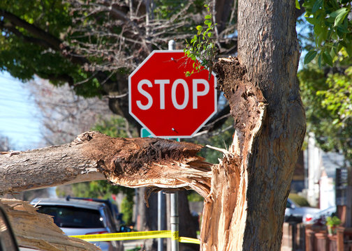 Large Tree Branch Broken, Split At The Trunk From High Wind Velocity. Laying Across Lanes Of Traffic, Blocking The Roadway. Close Up On Split Branch With Stop Sign In Background.