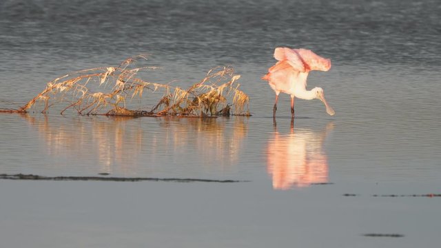 Roseate spoonbill (Platalea ajaja) is a gregarious wading bird of the ibis and spoonbill family.