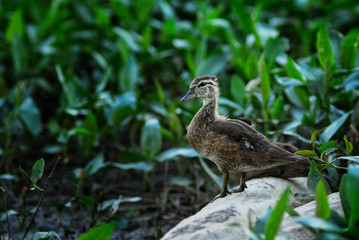 Fototapeta premium duck in the grass